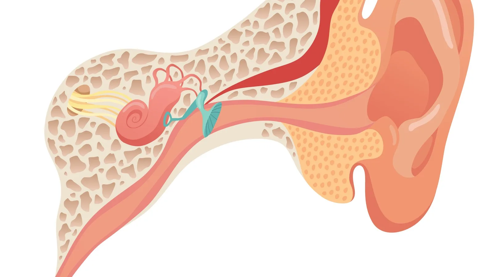 ¿Qué médico trata el zumbido de oídos en la CDMX?